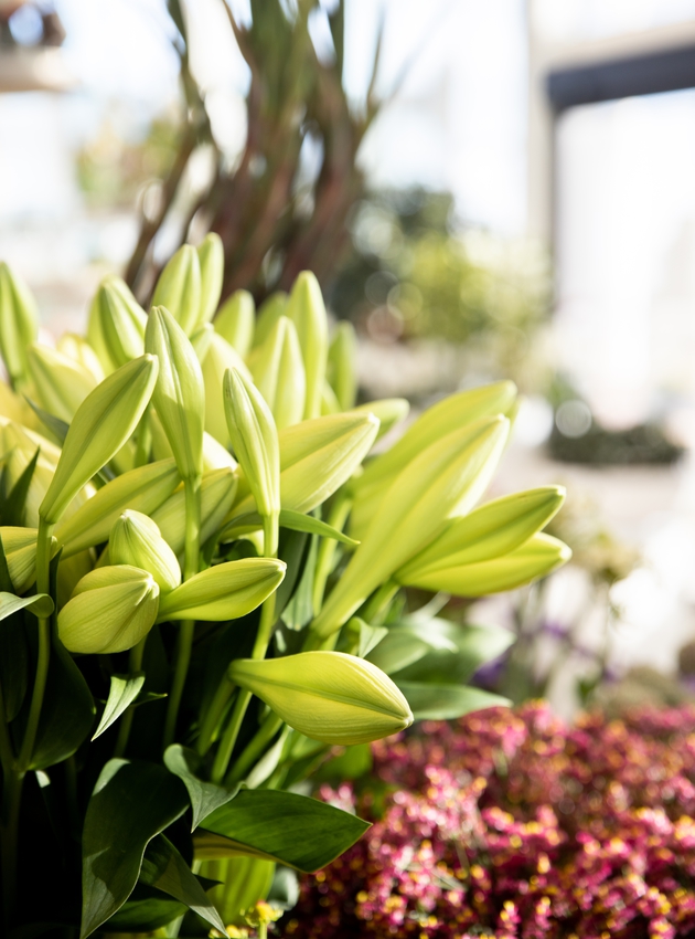 bloemen Exacum