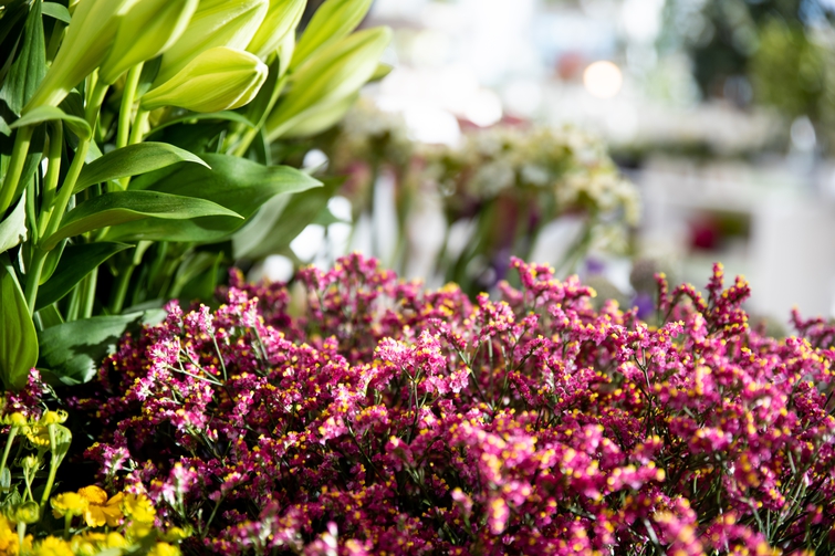 bloemen Exacum